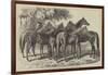 Group of Yearlings at Mr Blenkiron's Sale, Middle Park, Eltham, Kent-Samuel John Carter-Framed Giclee Print