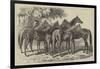 Group of Yearlings at Mr Blenkiron's Sale, Middle Park, Eltham, Kent-Samuel John Carter-Framed Giclee Print