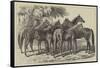 Group of Yearlings at Mr Blenkiron's Sale, Middle Park, Eltham, Kent-Samuel John Carter-Framed Stretched Canvas