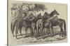 Group of Yearlings at Mr Blenkiron's Sale, Middle Park, Eltham, Kent-Samuel John Carter-Stretched Canvas