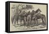 Group of Yearlings at Mr Blenkiron's Sale, Middle Park, Eltham, Kent-Samuel John Carter-Framed Stretched Canvas