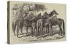 Group of Yearlings at Mr Blenkiron's Sale, Middle Park, Eltham, Kent-Samuel John Carter-Stretched Canvas