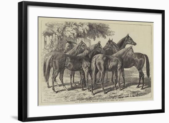 Group of Yearlings at Mr Blenkiron's Sale, Middle Park, Eltham, Kent-Samuel John Carter-Framed Giclee Print