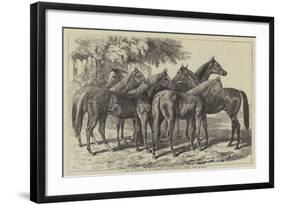 Group of Yearlings at Mr Blenkiron's Sale, Middle Park, Eltham, Kent-Samuel John Carter-Framed Giclee Print