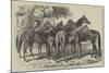 Group of Yearlings at Mr Blenkiron's Sale, Middle Park, Eltham, Kent-Samuel John Carter-Mounted Giclee Print