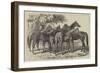 Group of Yearlings at Mr Blenkiron's Sale, Middle Park, Eltham, Kent-Samuel John Carter-Framed Giclee Print