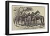 Group of Yearlings at Mr Blenkiron's Sale, Middle Park, Eltham, Kent-Samuel John Carter-Framed Giclee Print