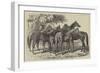 Group of Yearlings at Mr Blenkiron's Sale, Middle Park, Eltham, Kent-Samuel John Carter-Framed Giclee Print