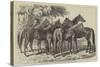 Group of Yearlings at Mr Blenkiron's Sale, Middle Park, Eltham, Kent-Samuel John Carter-Stretched Canvas