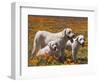 Group of Yellow Labrador Retrievers in field of poppies-Zandria Muench Beraldo-Framed Photographic Print