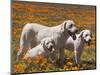 Group of Yellow Labrador Retrievers in field of poppies-Zandria Muench Beraldo-Mounted Photographic Print