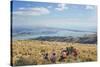 Group of young people enjoying a picnic on the Port Hills, Christchurch, Canterbury, South Island, -Ruth Tomlinson-Stretched Canvas