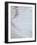 Group on empty beach. Magellanic Penguin, Falkland Islands.-Martin Zwick-Framed Photographic Print