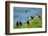 Group pf Puffins resting on cliffs of Heimaey Island, Iceland-Enrique Lopez-Tapia-Framed Photographic Print