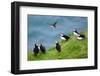 Group pf Puffins resting on cliffs of Heimaey Island, Iceland-Enrique Lopez-Tapia-Framed Photographic Print