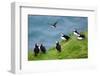 Group pf Puffins resting on cliffs of Heimaey Island, Iceland-Enrique Lopez-Tapia-Framed Photographic Print