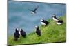 Group pf Puffins resting on cliffs of Heimaey Island, Iceland-Enrique Lopez-Tapia-Mounted Photographic Print