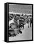 Group Shot of Reindeer Standing in Snow-Carl Mydans-Framed Stretched Canvas