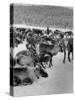 Group Shot of Reindeer Standing in Snow-Carl Mydans-Stretched Canvas