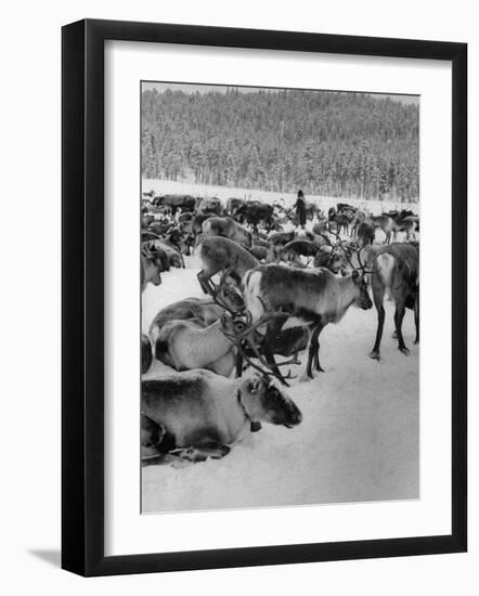 Group Shot of Reindeer Standing in Snow-Carl Mydans-Framed Photographic Print