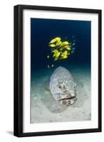 Grouper And Golden Trevallies-Matthew Oldfield-Framed Photographic Print