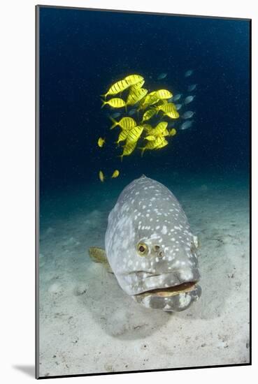 Grouper And Golden Trevallies-Matthew Oldfield-Mounted Photographic Print
