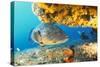 Grouper by Coral with Scuba Diver-null-Stretched Canvas