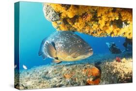 Grouper by Coral with Scuba Diver-null-Stretched Canvas
