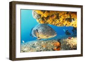 Grouper by Coral with Scuba Diver-null-Framed Photographic Print