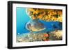 Grouper by Coral with Scuba Diver-null-Framed Photographic Print