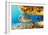 Grouper by Coral with Scuba Diver-null-Framed Photographic Print