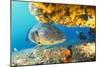 Grouper by Coral with Scuba Diver-null-Mounted Photographic Print