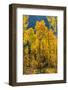 Grouping of aspen trees on a trail, Colorado-Mallorie Ostrowitz-Framed Photographic Print