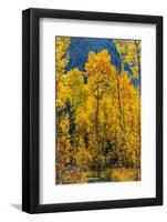 Grouping of aspen trees on a trail, Colorado-Mallorie Ostrowitz-Framed Photographic Print