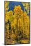 Grouping of aspen trees on a trail, Colorado-Mallorie Ostrowitz-Mounted Photographic Print