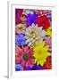 Grouping of colorful flower pattern-Darrell Gulin-Framed Photographic Print