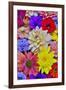 Grouping of colorful flower pattern-Darrell Gulin-Framed Photographic Print