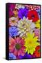 Grouping of colorful flower pattern-Darrell Gulin-Framed Stretched Canvas