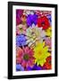 Grouping of colorful flower pattern-Darrell Gulin-Framed Photographic Print