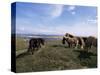 Groups of Shetland Ponies Graze the Moors of Yell, Shetlands, Scotland, United Kingdom-Lousie Murray-Stretched Canvas