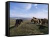 Groups of Shetland Ponies Graze the Moors of Yell, Shetlands, Scotland, United Kingdom-Lousie Murray-Framed Stretched Canvas