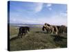 Groups of Shetland Ponies Graze the Moors of Yell, Shetlands, Scotland, United Kingdom-Lousie Murray-Stretched Canvas