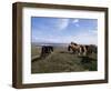 Groups of Shetland Ponies Graze the Moors of Yell, Shetlands, Scotland, United Kingdom-Lousie Murray-Framed Photographic Print