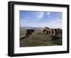 Groups of Shetland Ponies Graze the Moors of Yell, Shetlands, Scotland, United Kingdom-Lousie Murray-Framed Photographic Print