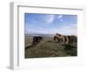 Groups of Shetland Ponies Graze the Moors of Yell, Shetlands, Scotland, United Kingdom-Lousie Murray-Framed Photographic Print