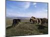 Groups of Shetland Ponies Graze the Moors of Yell, Shetlands, Scotland, United Kingdom-Lousie Murray-Mounted Photographic Print