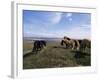 Groups of Shetland Ponies Graze the Moors of Yell, Shetlands, Scotland, United Kingdom-Lousie Murray-Framed Photographic Print