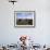 Groups of Shetland Ponies Graze the Moors of Yell, Shetlands, Scotland, United Kingdom-Lousie Murray-Framed Photographic Print displayed on a wall