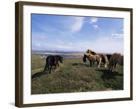 Groups of Shetland Ponies Graze the Moors of Yell, Shetlands, Scotland, United Kingdom-Lousie Murray-Framed Photographic Print