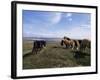 Groups of Shetland Ponies Graze the Moors of Yell, Shetlands, Scotland, United Kingdom-Lousie Murray-Framed Photographic Print